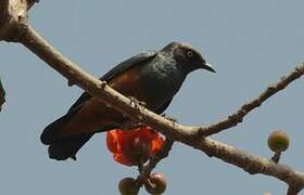 Chestnut-bellied Starling