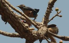 Chestnut-bellied Starling