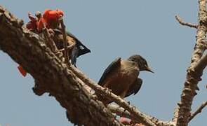 Chestnut-bellied Starling