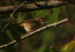 Singing Cisticola