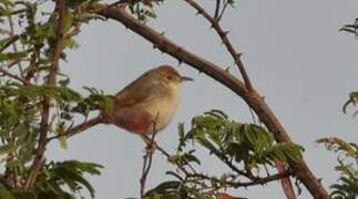 Singing Cisticola