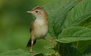 Zitting Cisticola