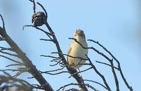 Zitting Cisticola