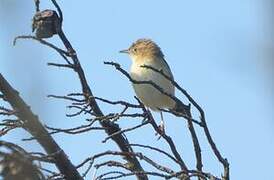 Zitting Cisticola