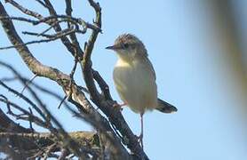 Zitting Cisticola