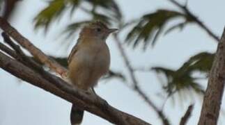 Zitting Cisticola