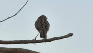 Zitting Cisticola