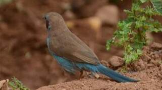 Red-cheeked Cordon-bleu