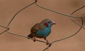 Red-cheeked Cordon-bleu