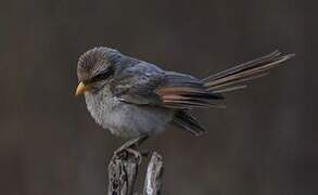 Yellow-billed Shrike