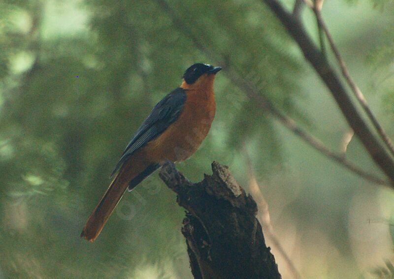 Snowy-crowned Robin-Chatadult, identification