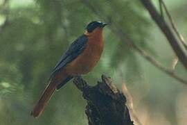 Snowy-crowned Robin-Chat