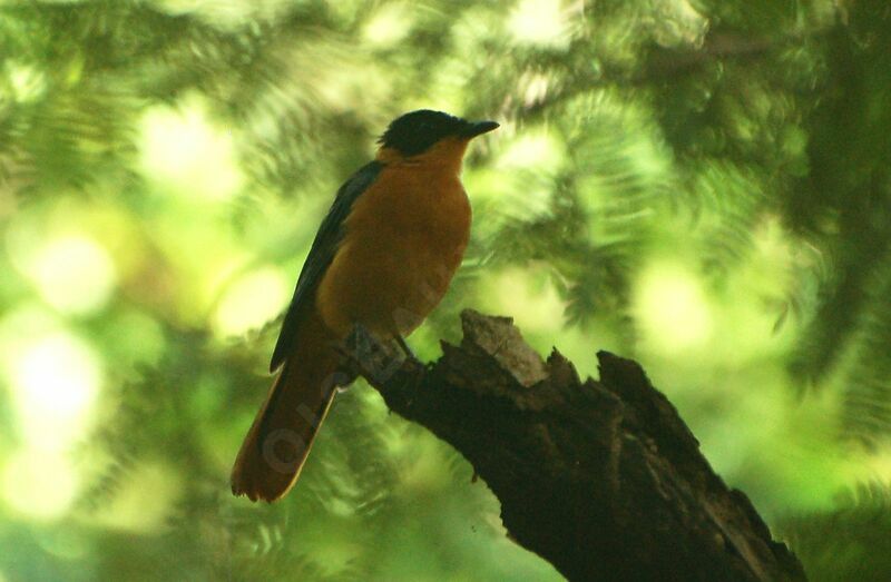 Snowy-crowned Robin-Chatadult