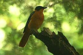 Snowy-crowned Robin-Chat