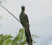 Jacobin Cuckoo