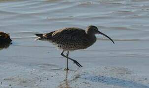 Eurasian Curlew