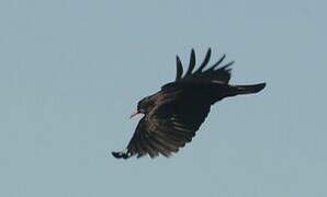 Red-billed Chough