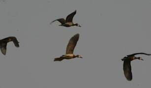 White-faced Whistling Duck