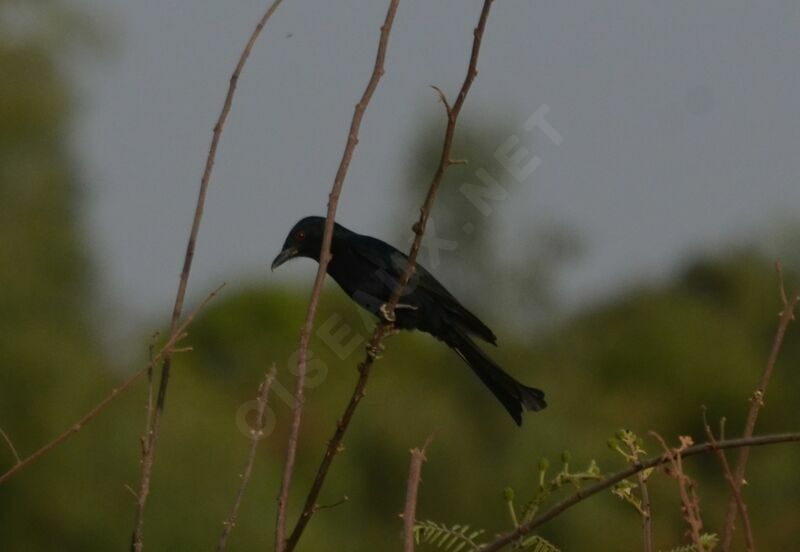 Drongo brillantadulte