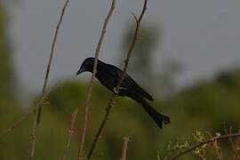 Fork-tailed Drongo