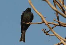 Fork-tailed Drongo