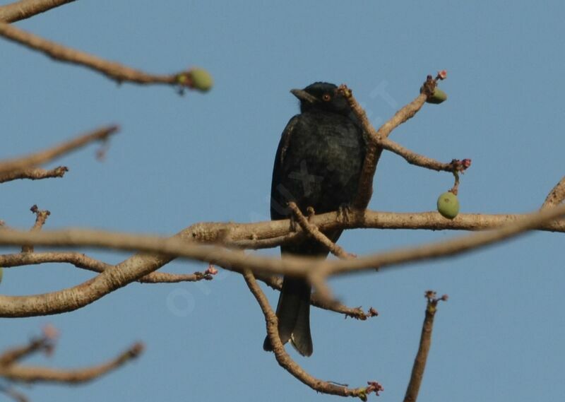 Fork-tailed Drongo