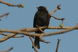 Fork-tailed Drongo