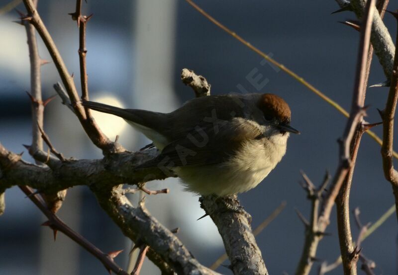 Eurasian Blackcap female adult