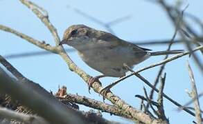 Common Whitethroat