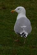 European Herring Gull