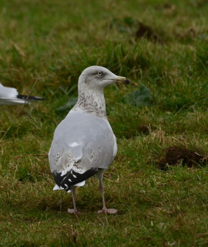 Goéland argentésubadulte, identification