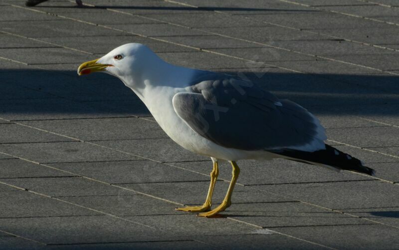 Yellow-legged Gulladult