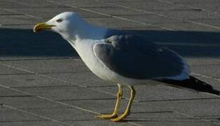 Yellow-legged Gull