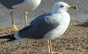 Yellow-legged Gull