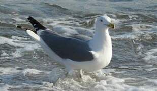 Yellow-legged Gull