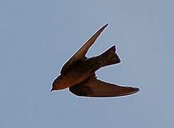 Red-throated Rock Martin