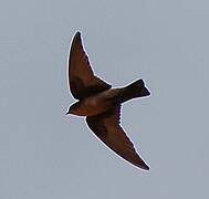 Red-throated Rock Martin