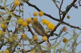 Eastern Olivaceous Warbler