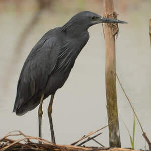 Aigrette ardoisée