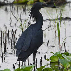 Aigrette ardoisée