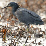 Aigrette ardoisée