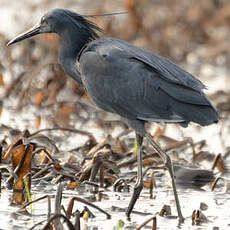 Aigrette ardoisée