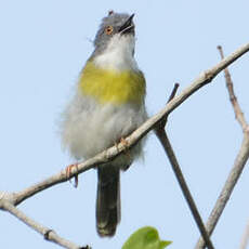 Apalis à gorge jaune