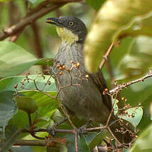 Bulbul à gorge claire