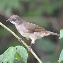 Bulbul modeste