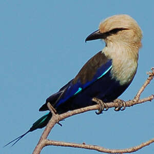 Rollier à Ventre Bleu Coracias Cyanogaster