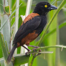 Tisserin noir et marron