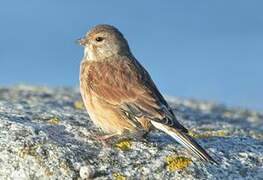 Linotte mélodieuse