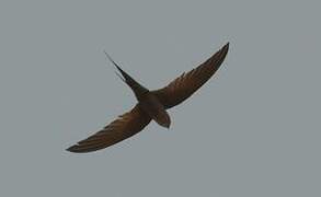 African Palm Swift