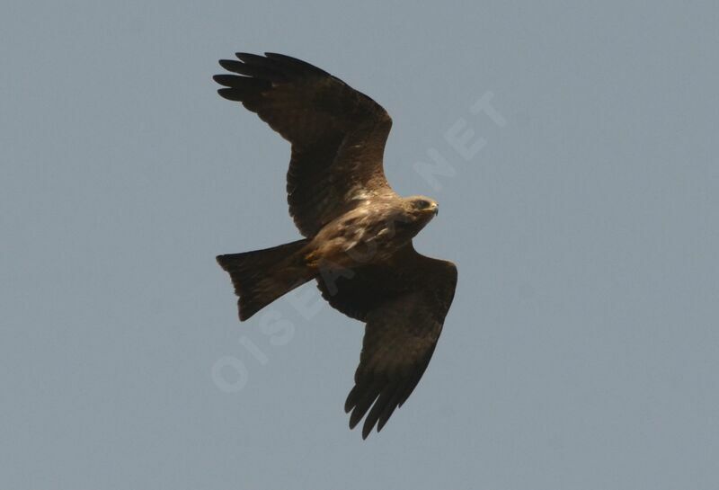 Yellow-billed Kiteadult, Flight